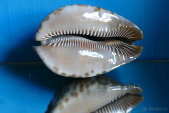 Cypraea stercoraria - Senegal - 2