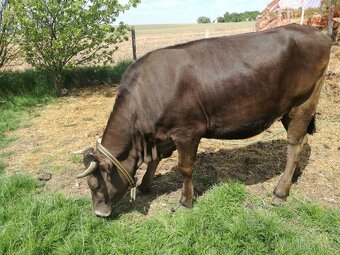 Prodám březí jalovici a březí krávu BrownSwiss - 2