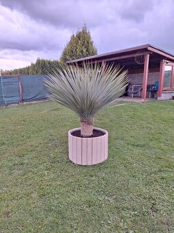 Yucca Rostrata -20°C - 2