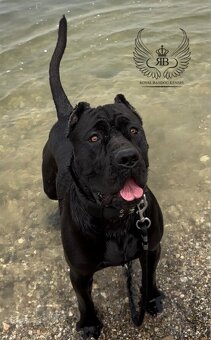Bandog / Americky bandog - 2