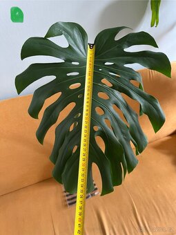 Monstera - 2