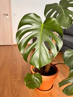 Monstera - 2