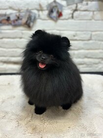 Pomeranian s PP ke kryti - 2