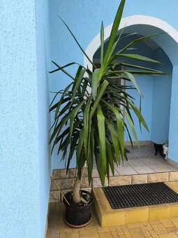 Dracena kvetina - 2