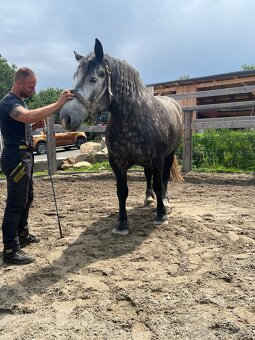 Klisny Percheron - 2