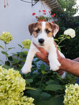 Jack Russell terier - 2