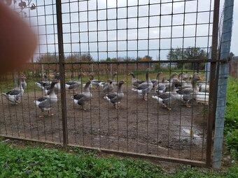 Prodám husy landské, v chlazeném stavu. - 2