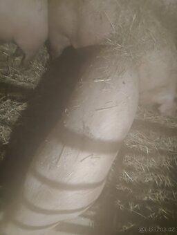 Prodám vykrmene prase - 2