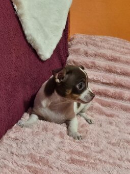 ČIVAVA KRATKOSRSTÁ čokobilý pejsek - 2