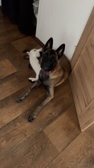 Belgický ovčák Malinois s PP - 2