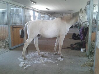 Ustájení v Mníšku pod Brdy - 2