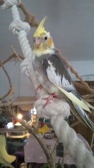 KORELA RUCNE DOKRMENA UCENA NA KSIRKY kluk - 2