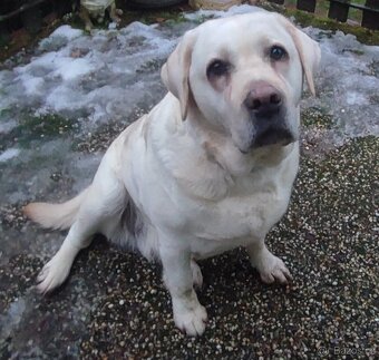 Labrador s pp, hodná dospělá fenka - 2