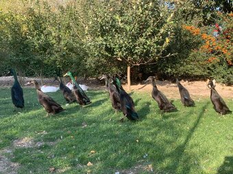 Indický běžec - 2