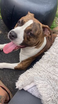 Americký stafordsirsky teriér - 2