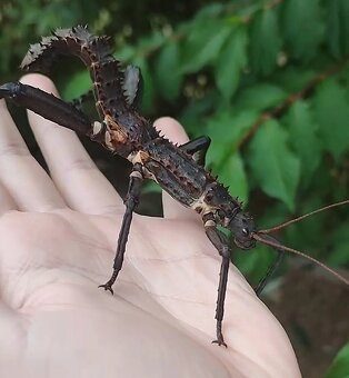 Strašilky Eurycantha horrida a Peruphasma schultei - 2