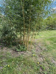 Zahradní bambus - 2