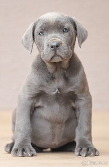 Bandog, Molos , Mastif - 2