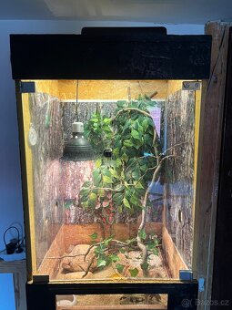 Terarium - 2