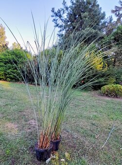 Ozdobnice čínská (Miscanthus sinensis) ´ZEBRINUS´ - 2