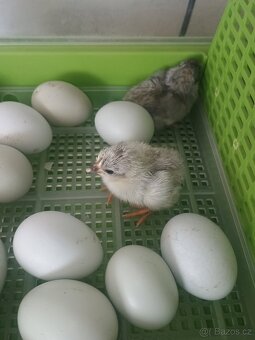 Araucana lavender - 2