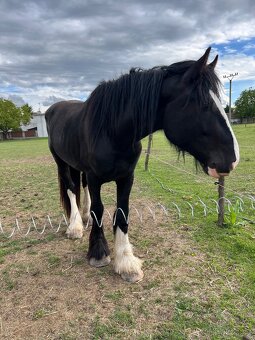 SHIRE HORSE žrebec - 2