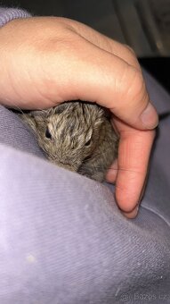 Osmak degu - 2