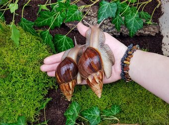 Afričtí šneci Lissachatina fulica Madagascar dark mláďata - 2