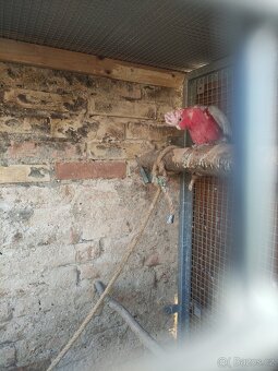 Kakadu růžový pár - 2