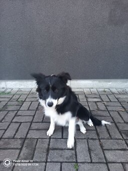 Border kolie včetně nové boudy - 2