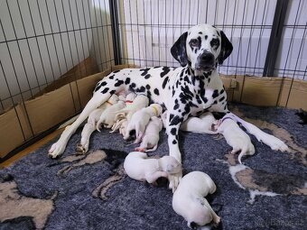 Dalmatinsky pes s PP, dalmatinec, dalmatin - 2