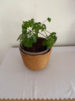 Pokojové rostliny - 2