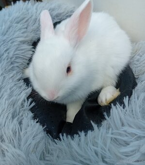 Zakrslý králíček I6 - 2