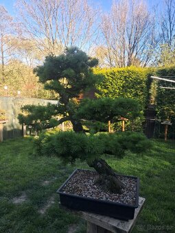 Bonsaj, bonsai Modřín - 2