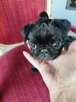 Mops - 2