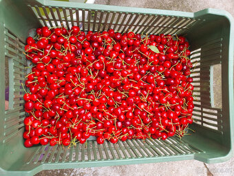 Třešně v BIO kvalitě, čerstvě natrhané Brno - 2