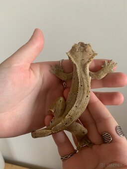 Prodám pagekon řasnatý - 2