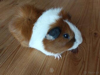 2 morčecí mladí samci nekastrovaní - jen spolu - 2