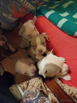 American bully xl štěňátka - 2