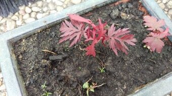 Japonský červený javor - semínka - 2