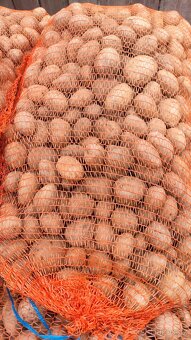 Sadbové brambory Bernina - 2