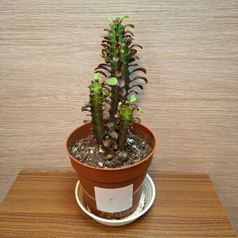 Euphorbia Trigona Rubra - 2