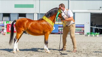 Připouštění Welsh mountain pony v AP - 2