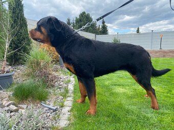Rotvajler, rottweiler s PP - 2