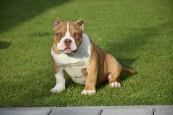American bully s PP - 2