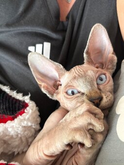 Kanadský Sphynx - 2