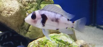 Tanganyika - 2