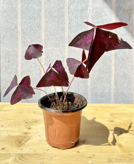 Oxalis triangularis - 2
