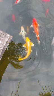 Koi kapr, jeseter, karas - 2