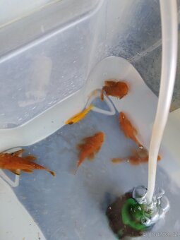 Ancistrus mutace - 2